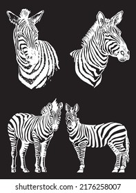 Vector set of zebras isolated on black, graphical elements, stripy animal of savanna 