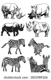 Vector set of zebras and rhinoceroses on white background, graphical illustration