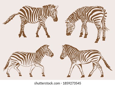Conjunto vectorial de cebras, fondo sepia, ilustración