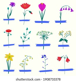 
vector set-collection of wildflowers for field herbarium on scotch tape - cornflower, bell, poppy, snowdrop, thorn, daffodil.Hand drawing solated on a white back.Elements for cards and invitations