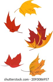 vector of several maple leaf