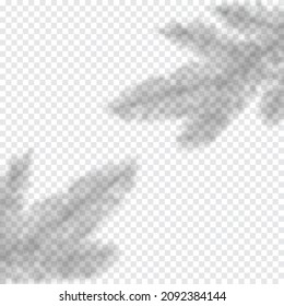 Superposición de sombra vectorial del abeto de árbol de Navidad. Plantilla de decoración de ramas de fresco de fondo transparente para saludos de Año Nuevo. Efecto ligero para maquetas