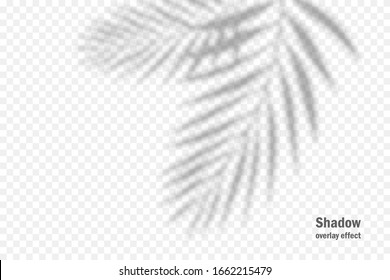 Vector shadow overlay effect. Transparent soft light and shadows from branches, plant and leaves. Mockup of transparent leaf shadow and natural lightning. - Shutterstock ID 1662215479
