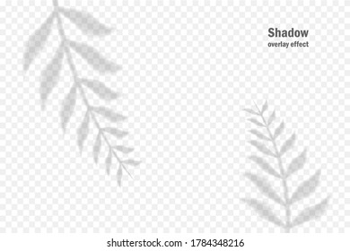 Vector shadow overlay effect. Transparent soft light and shadows from branches, plant and leaves. Mockup of transparent leaf shadow and natural lightning.