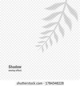 Vector shadow overlay effect. Transparent soft light and shadows from branches, plant and leaves. Mockup of transparent leaf shadow and natural lightning.