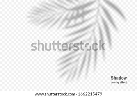 Vector shadow overlay effect. Transparent soft light and shadows from branches, plant and leaves. Mockup of transparent leaf shadow and natural lightning. Foto stock © 