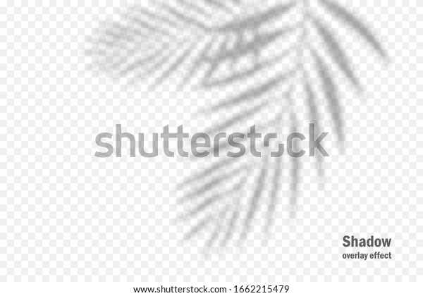 Vector shadow overlay effect.\
Transparent soft light and shadows from branches, plant and leaves.\
Mockup of transparent leaf shadow and natural\
lightning.