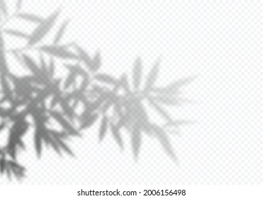 Vector Shadow of Plant Leaf. Tropical Palm Tree Owerlay