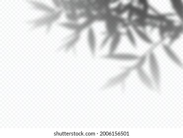 Vector Shadow of Tree Leaves. Decorative Design Element for Presentations and Mockups. Realistic Overlay Effect