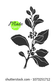 Vector shape of mate branch. Tea natural plant with realistic leaf, berry. Vegan icon, engraved symbol Organic drink, fresh food, herb bio sticker Realistic nature illustration, medicine healthy stamp