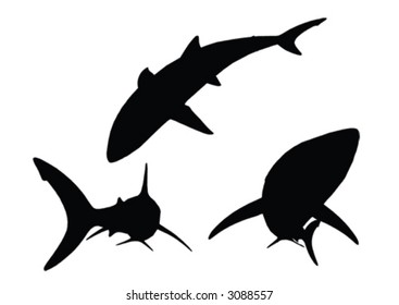 vector shark