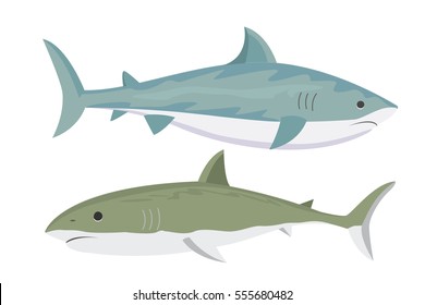 Vector shark character.