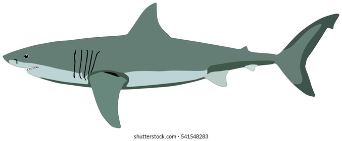 Vektor Shark Fish Leben ist Ozean und unter tiefblauem Wasser Leben einer der besten Raubfische