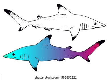 Vector shark hand drawn illustration with wild sea animal. Sea life sketch with predator dangerous fish. Set in outlines and color