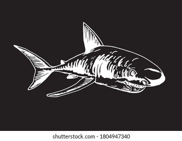 Vector shark isolated on black background,graphical illustration