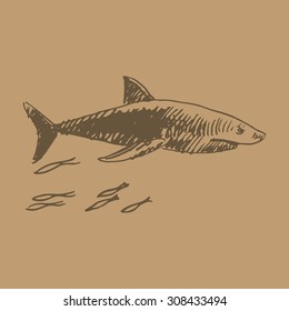 Vector shark. Quick sketch
