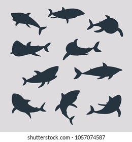 Vector shark sea animal wild hand drawn doodle illustrations set.