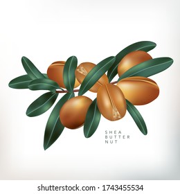 Vector Shea Butter Nuts with Leaves Illustration in White Background  svg