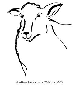 Vector oveja. Dibujado a mano boceto sobre fondo blanco. 