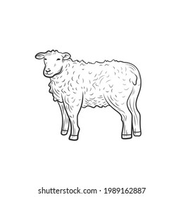 Vector sheep outline illustration isolated on white background, farm animal, black and white illustration template.