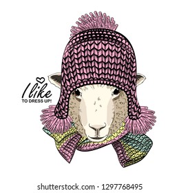 Vector sheep with pink knitted hat and  scarf. Hand drawn illustration of dressed sheep.