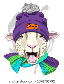 Vector sheep with violet hat and knitted scarf. Hand drawn illustration of dressed sheep.