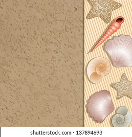 Vector shells on the beach sand