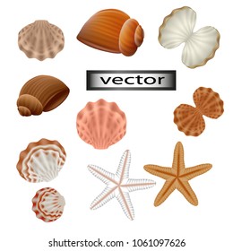Vector. Shells set of different shapes, colors, types and sizes for design. Marine collection of many pieces of shellfish shells. Starfish. Realistic 3D illustrations.