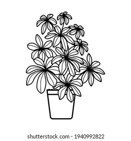 Vector Shepher flower in the pot. Hand drawn indoor plant isolated on white backgrount. Outline decorative plant.
