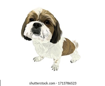 Vector shi tzu dog cute puppy