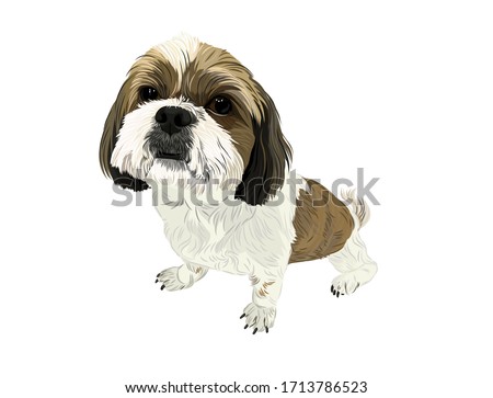 Vector shi tzu dog cute puppy