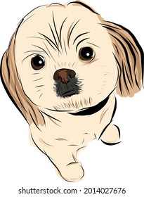 Vector Shih tzu dog Sketch