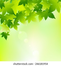 Vector shiny spring Green leaves background