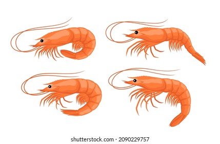 Vector shrimp cartoons collection. Seafood icons