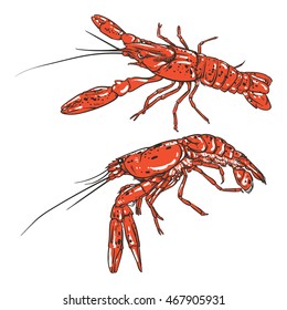 Vector shrimp drawing on a white background. Hand drawn monochrome seafood illustration. Great for menu, poster or label.