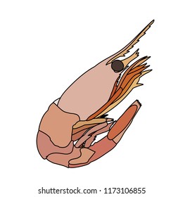 vector, shrimp eating