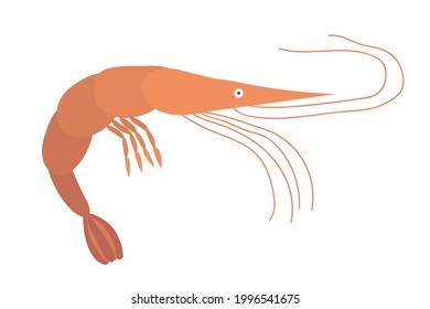 Vector shrimp illustration. Hand drawn cartoon style prawn sketch. Cute simple seafood illustration.