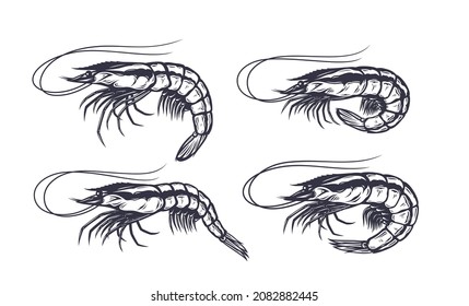 Colección de ilustraciones de camarones vectores. Iconos de mariscos