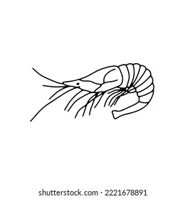 Vector shrimp isolated on white background. Hand drawn outline doodle illustration ocean or underwater animal