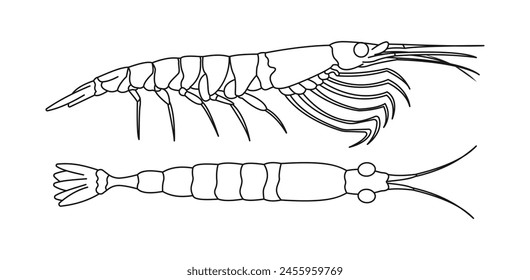 vector shrimp outline design concept