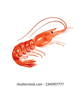 Vector shrimp. Prawn,  isolated on white background. Seafood illustration in cartoon simple flat style.