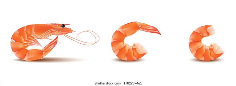 Vector Shrimp Seafood. Prawn illustration isolated on white background