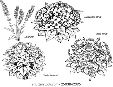 Vector shrubs set | bush doodle pack | garden doodles | rose bush shrub lavender gardenia bush hyndrangea shrub | coloring book nature flower doodles