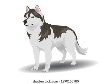 vector siberian husky illustration. vector of dog breeds collection