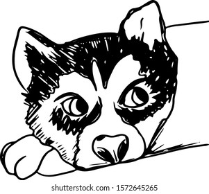 Vector siberian husky isolated on white background. Vintage hand drawn ink sketch with portrait dog. 