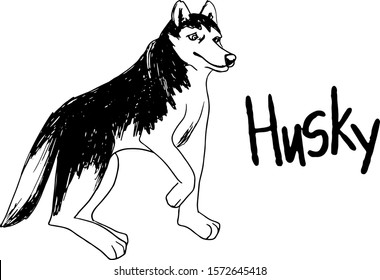 Vector siberian husky isolated on white background. Vintage hand drawn ink sketch with portrait dog. 