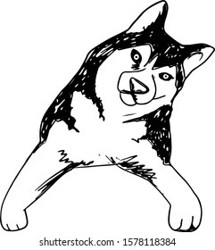 Vector siberian husky isolated on white background. Vintage hand drawn ink sketch with portrait dog.