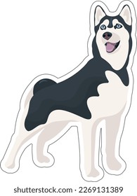 Vector Siberian Husky sticker. black and white dog standing and smiling, tongue hanging out. Cute cartoon pet. Domestic animal