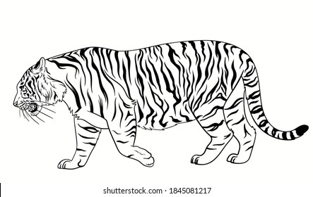 Vector side view of walking tiger, line art black and white illustration, symbol of 2022 new year