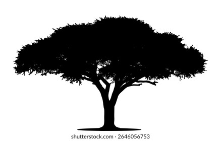 Vector Silhouette Of Acacia Tree.